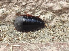 Pycnoscelus surinamensis