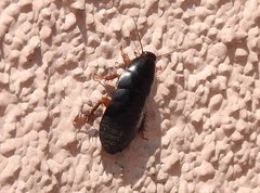 Pycnoscelus surinamensis