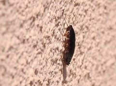 Pycnoscelus surinamensis