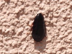 Pycnoscelus surinamensis