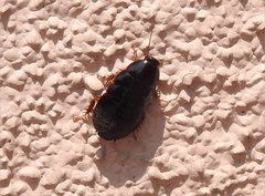 Pycnoscelus surinamensis