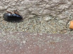 Pycnoscelus surinamensis