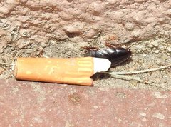 Pycnoscelus surinamensis