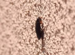 Pycnoscelus surinamensis