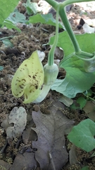 Aristolochia paecilantha