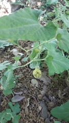 Aristolochia paecilantha