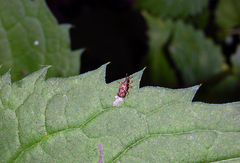 Sumitrosis inaequalis