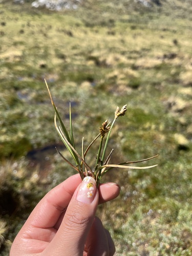 Carex mandoniana