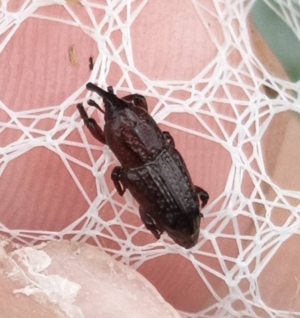 Sphenophorus apicalis