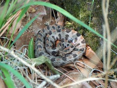 Sistrurus miliarius streckeri