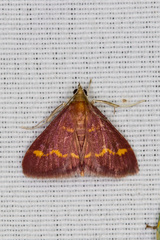 Pyrausta pseuderosnealis