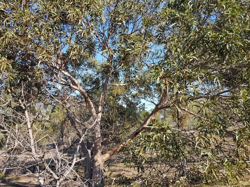 Image of Eurabbie (Eucalyptus bicostata) by (c) Terra Occ, some rights reserved (CC BY)