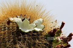 Cephalocereus polylophus