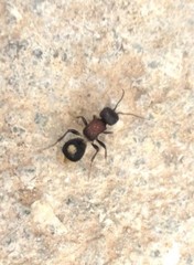 Sigilla dorsata