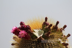 Cephalocereus polylophus