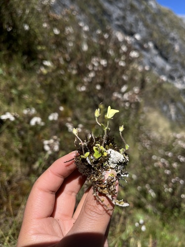 Calceolaria pumila