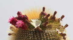 Cephalocereus polylophus