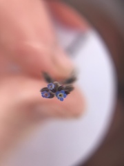 Myosotis ramosissima