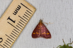 Pyrausta pseuderosnealis