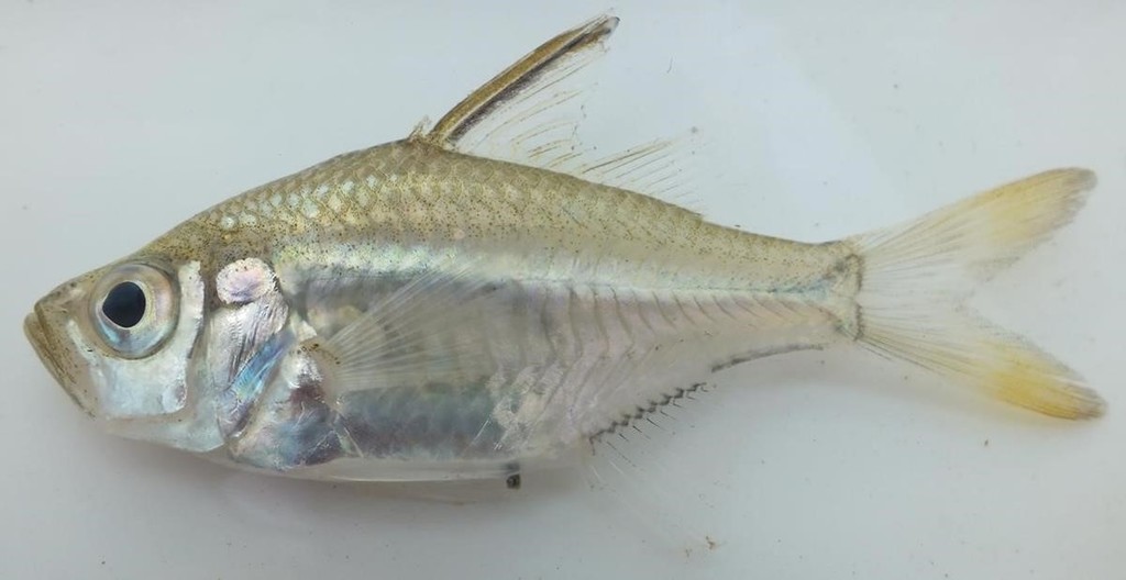 Commerson's Glassy Perchlet