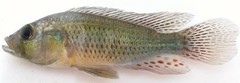 Astatotilapia
