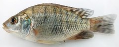 Oreochromis placidus rovumae