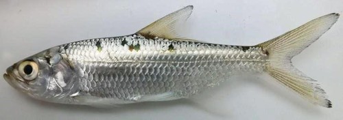 Indo-Pacific Tarpon
