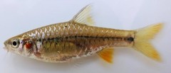 Enteromius kerstenii