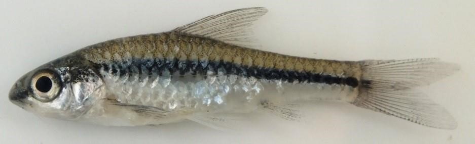 Broadband barb (Enteromius macrotaenia) — Cyprinidae