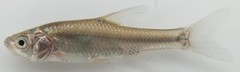 Enteromius paludinosus