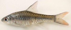 Enteromius radiatus