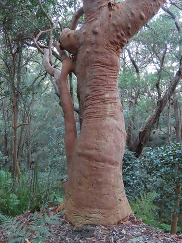 Sydney red gum (Angophora costata)