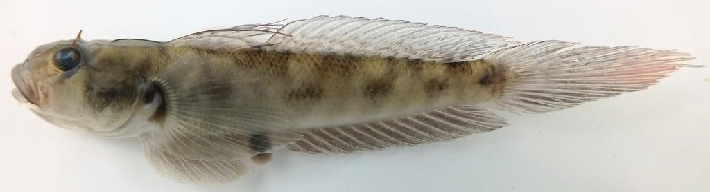 Eyebrow Goby