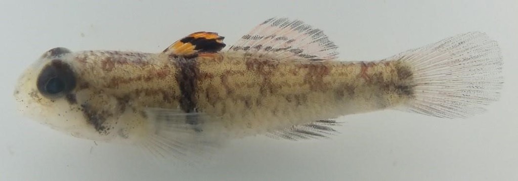 Girdled Goby