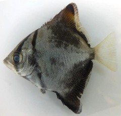 Monodactylus argenteus