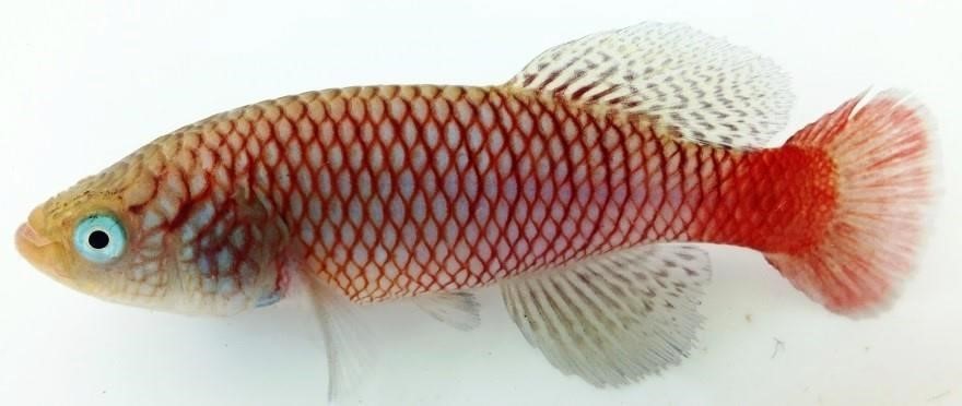 Nothobranchius makondorum