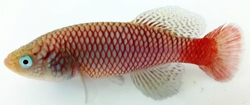 Nothobranchius makondorum