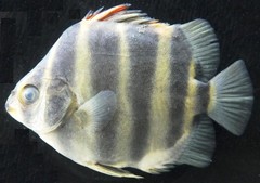 Scatophagus tetracanthus