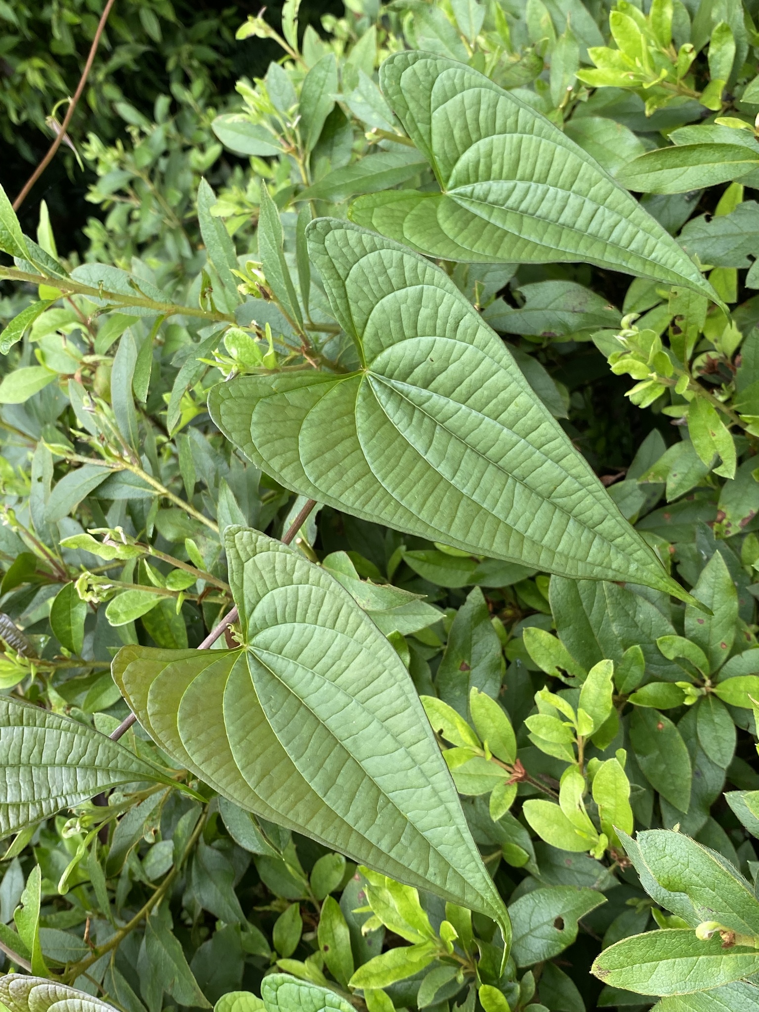 Dioscorea japonica
