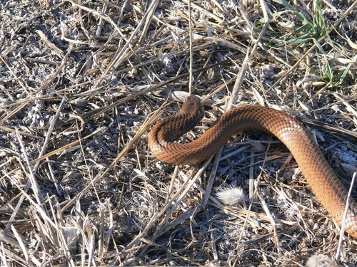 Photo of a Peninsula Brown Snake (Pseudonaja inframacula)