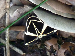 Fodina ostorius