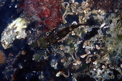 Bovichtus angustifrons
