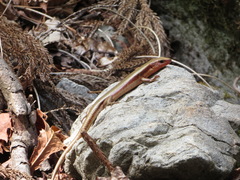 Plestiodon finitimus