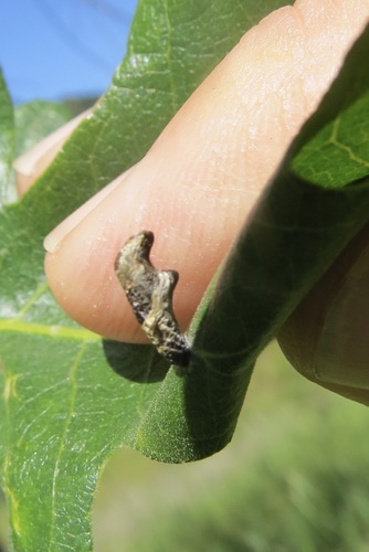 Coleophora discostriata photo 2