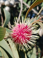 Hakea laurina