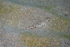 Nesogobius maccullochi