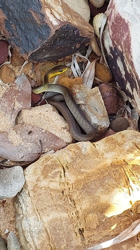 Common Tree Snake sighting