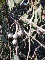 Hakea laurina