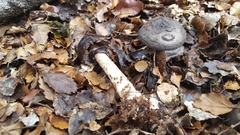 Amanita nigrescens