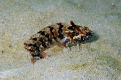 Common Weedfish photo 4